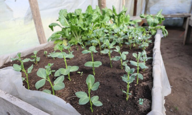 Nuevo taller de germinación de semillas para adultos mayores de La Matanza